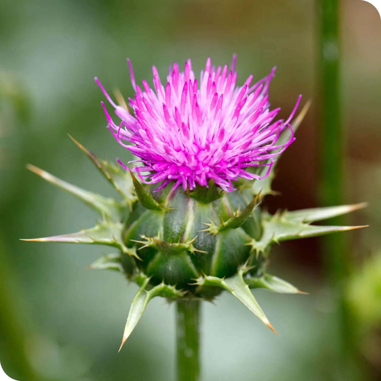 Nahaufnahme einer blühenden Mariendistel (Silybum marianum) mit leuchtend violetter Blüte und spitzen grünen Hüllblättern – eine wichtige Pflanze, die Silymarin enthält