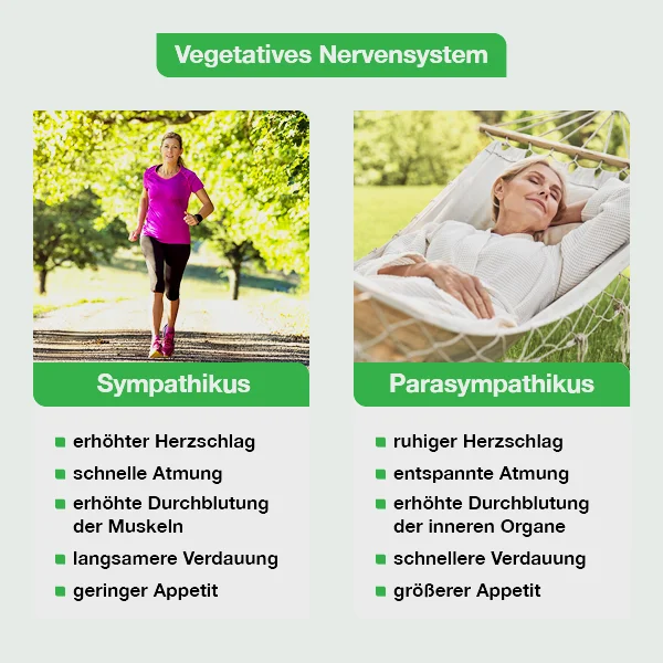 Grafik zum vegetativen Nervensystem mit zwei Bereichen: links der Sympathikus, dargestellt durch eine joggende Frau, mit Effekten wie erhöhtem Herzschlag, schneller Atmung, stärkerer Muskel­durchblutung, langsamer Verdauung und geringerem Appetit. Rechts der Parasympathikus, dargestellt durch eine entspannte Frau in einer Hängematte, mit ruhigem Herzschlag, entspannter Atmung, höherer Durchblutung der inneren Organe, schnellerer Verdauung und größerem Appetit.