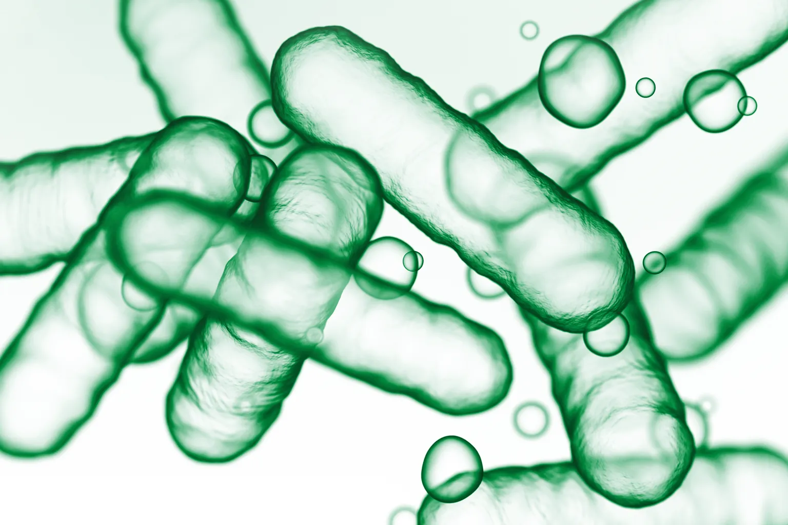  Sporenbildende Bakterien Bacillus subtilis, mikrobiologische Darstellung.