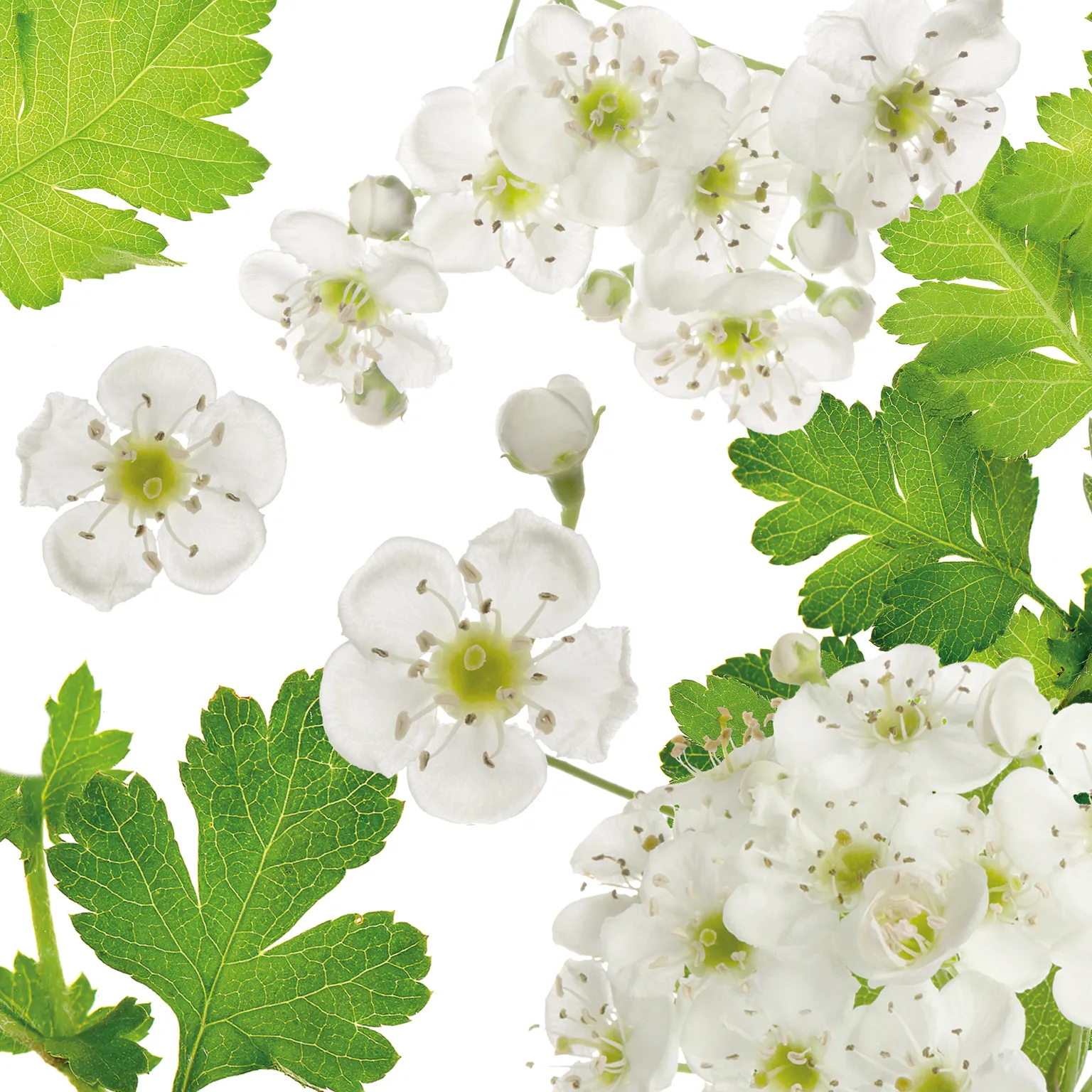 crataeLoges_TalkingPicture_weissdorn_wh_1_1536_x_1536.webp