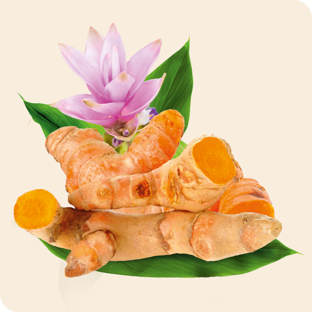 Kurkuma-Pflanze mit frischer Kurkumawurzel und Blüte – traditionell bekannt zur Unterstützung bei Entzündung von Knochen und Gelenken.