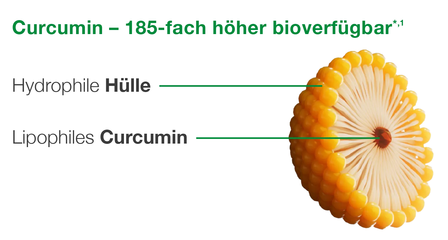 Grafische Darstellung der Mizellenstruktur von Curcumin: Das lipophile Curcumin ist in einer hydrophilen Hülle verkapselt, wodurch Kurkuma deutlich besser bioverfügbar und wirksamer für den Körper wird.