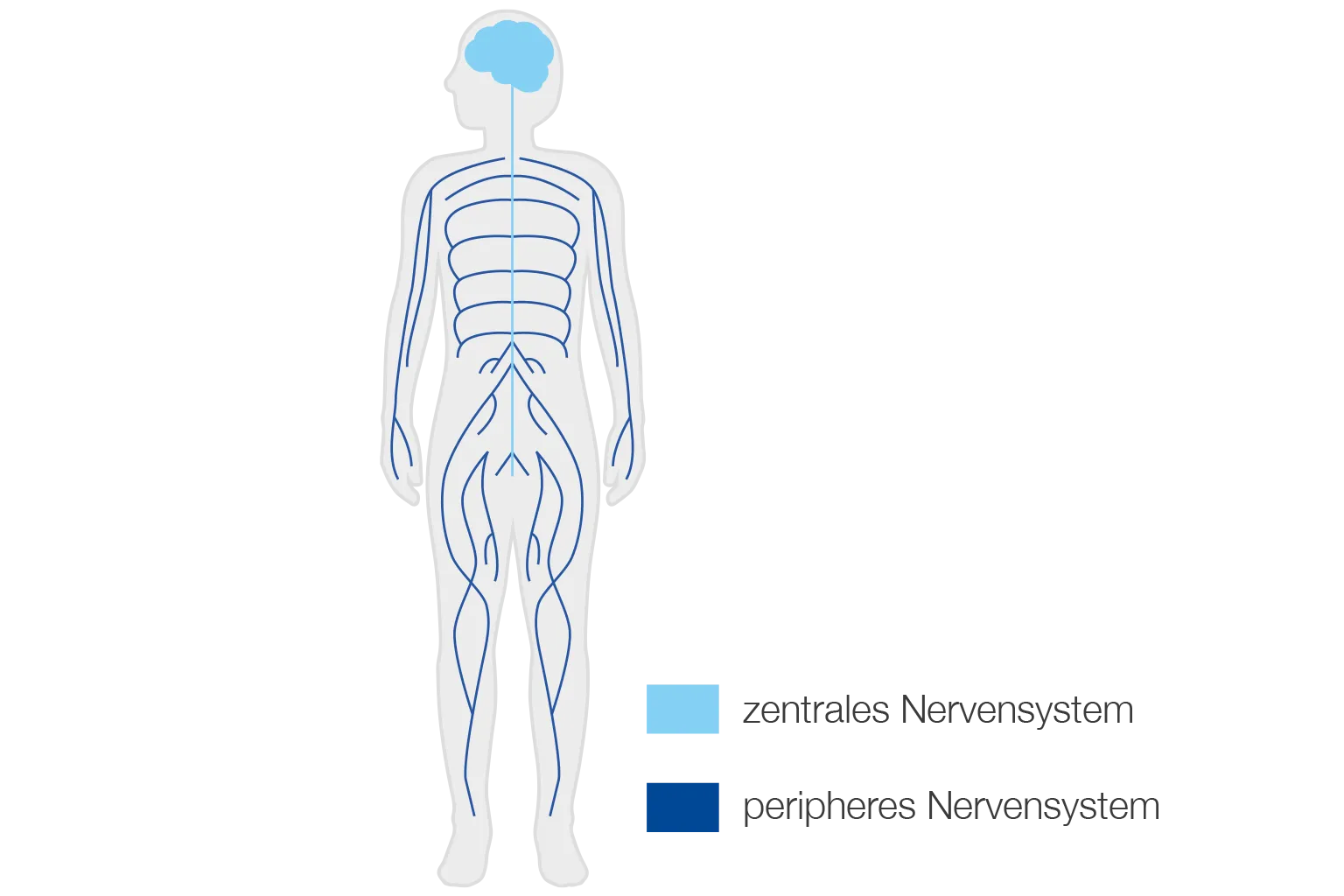 Schematische Darstellung des menschlichen Nervensystems mit Gehirn, Rückenmark und peripheren Nervenbahnen