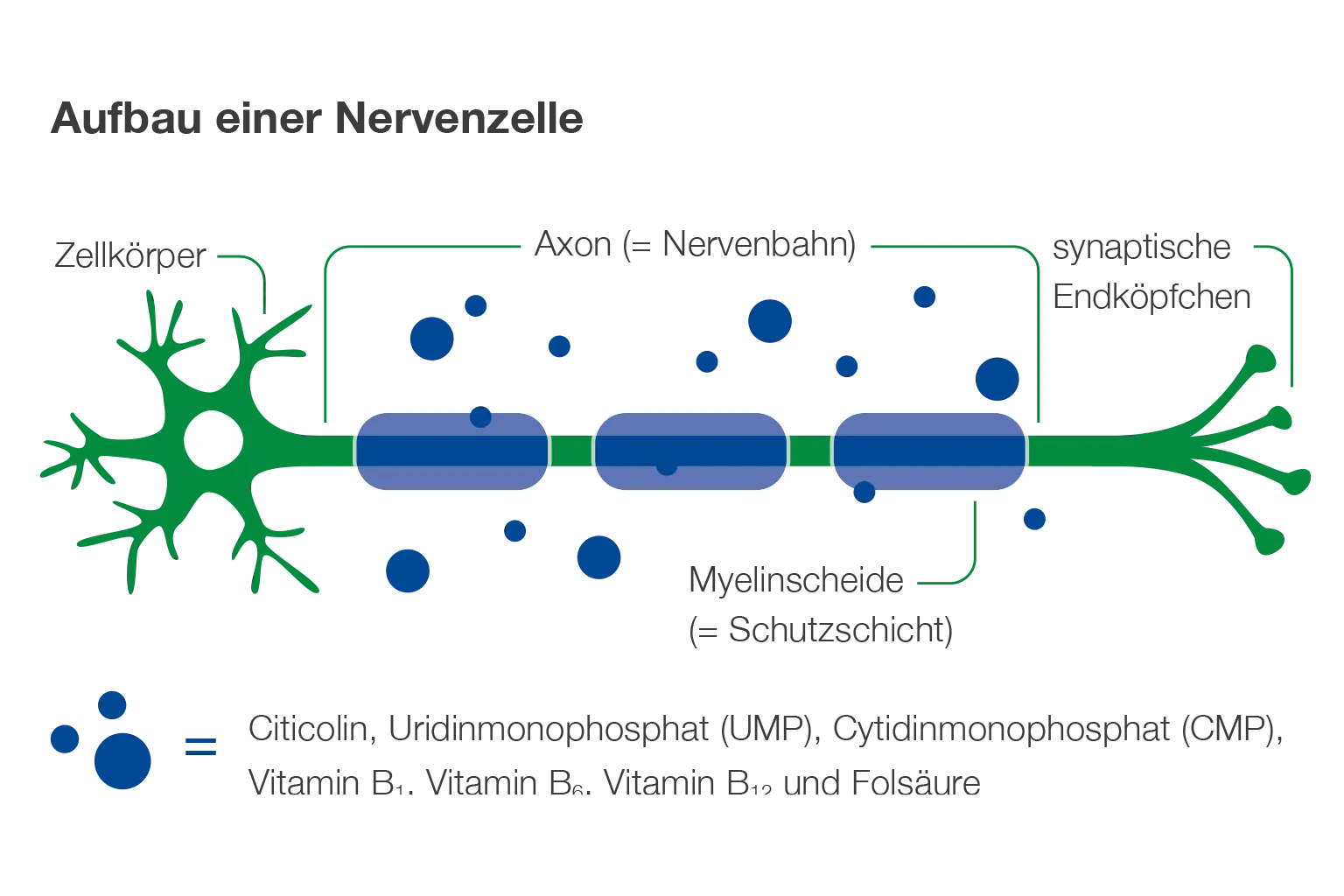 schematische Darstellung einer Nervenzelle mit Zellkörper, Axon, Myelinscheide und Nervenimpulsen