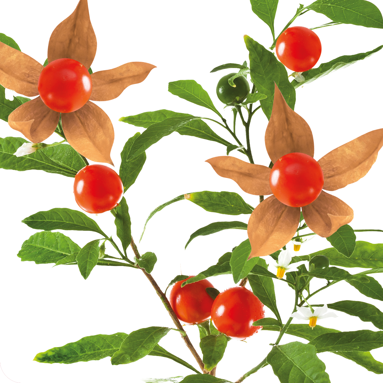 Zweig der Ashwagandha-Pflanze mit grünen Blättern, weißen Blüten und leuchtend roten Beeren, eingefasst von papierartigen Kelchblättern – botanische Darstellung der traditionellen Adaptogen-Pflanze.