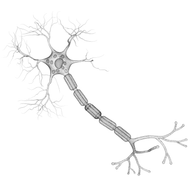 Illustration einer Nervenzelle mit Zellkörper, Axon und Dendriten – zeigt die strukturelle Grundlage für die Funktion des Nervensystems, das für eine optimale Signalweiterleitung auf ausreichende Versorgung mit B-Vitaminen angewiesen ist.