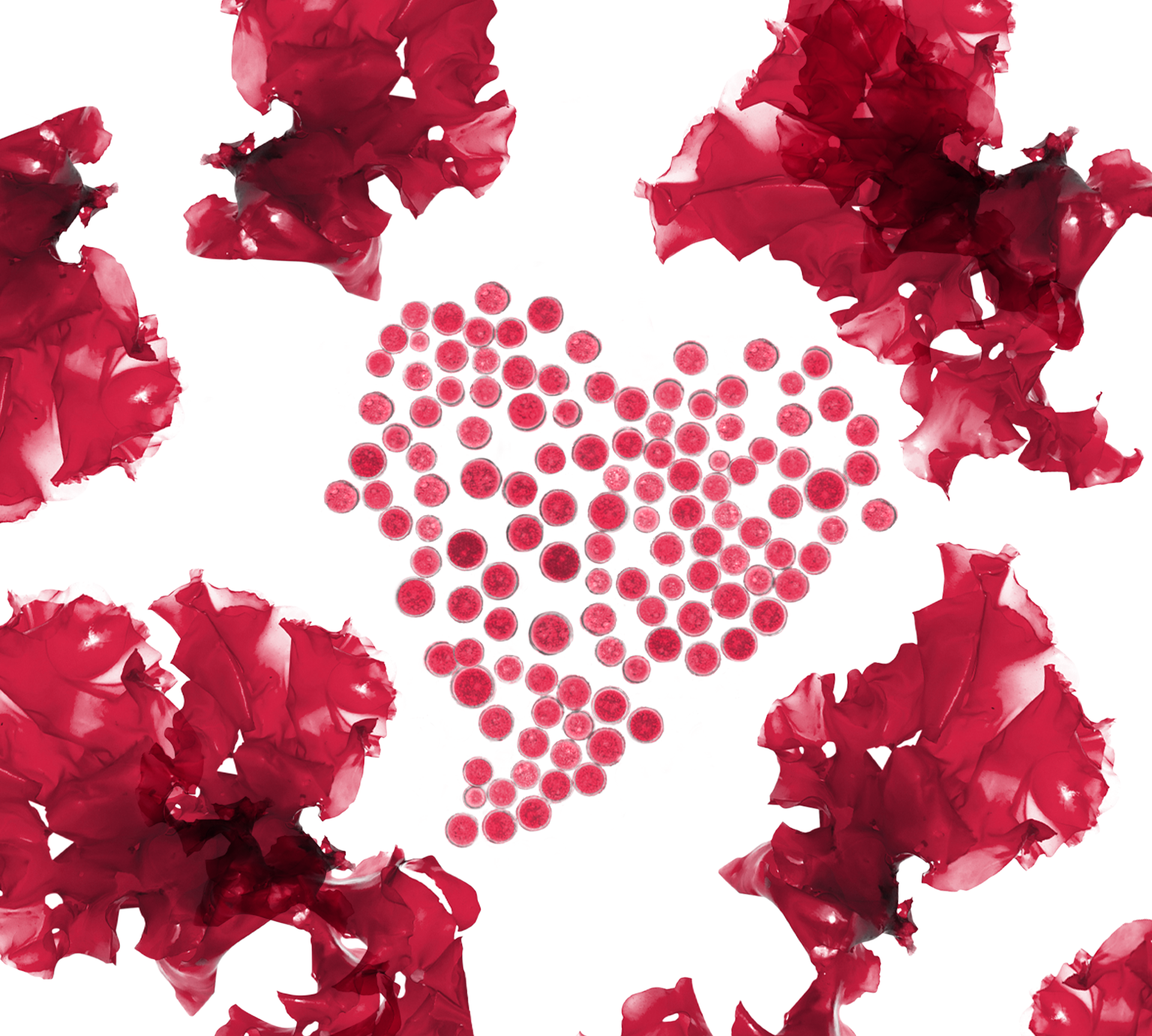 WLOG_INHM_Astaxanthin_0225.png