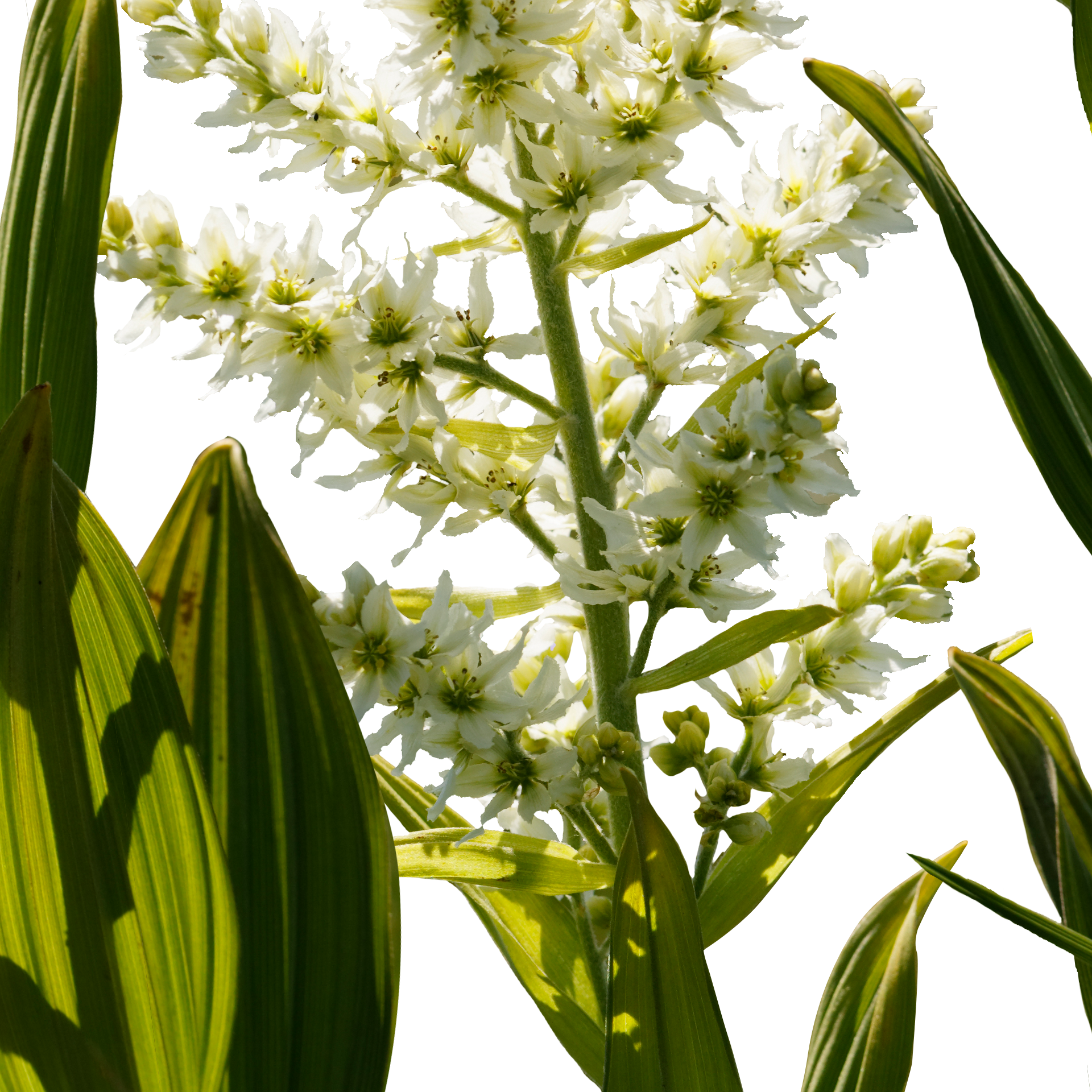 Weiße Nieswurz (Veratrum album), homöopathische Arzneipflanze mit weißen Blüten und breiten grünen Blättern, thematischer Bezug zu Stress
