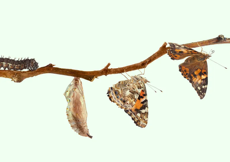 Ein Ast mit einer Raupe, einem verpuppten Schmetterling und zwei Schmetterlingen, die sich am Ast entlanghangeln – eine symbolische Darstellung der hormonellen Veränderungen und Metamorphose in den Wechseljahren.